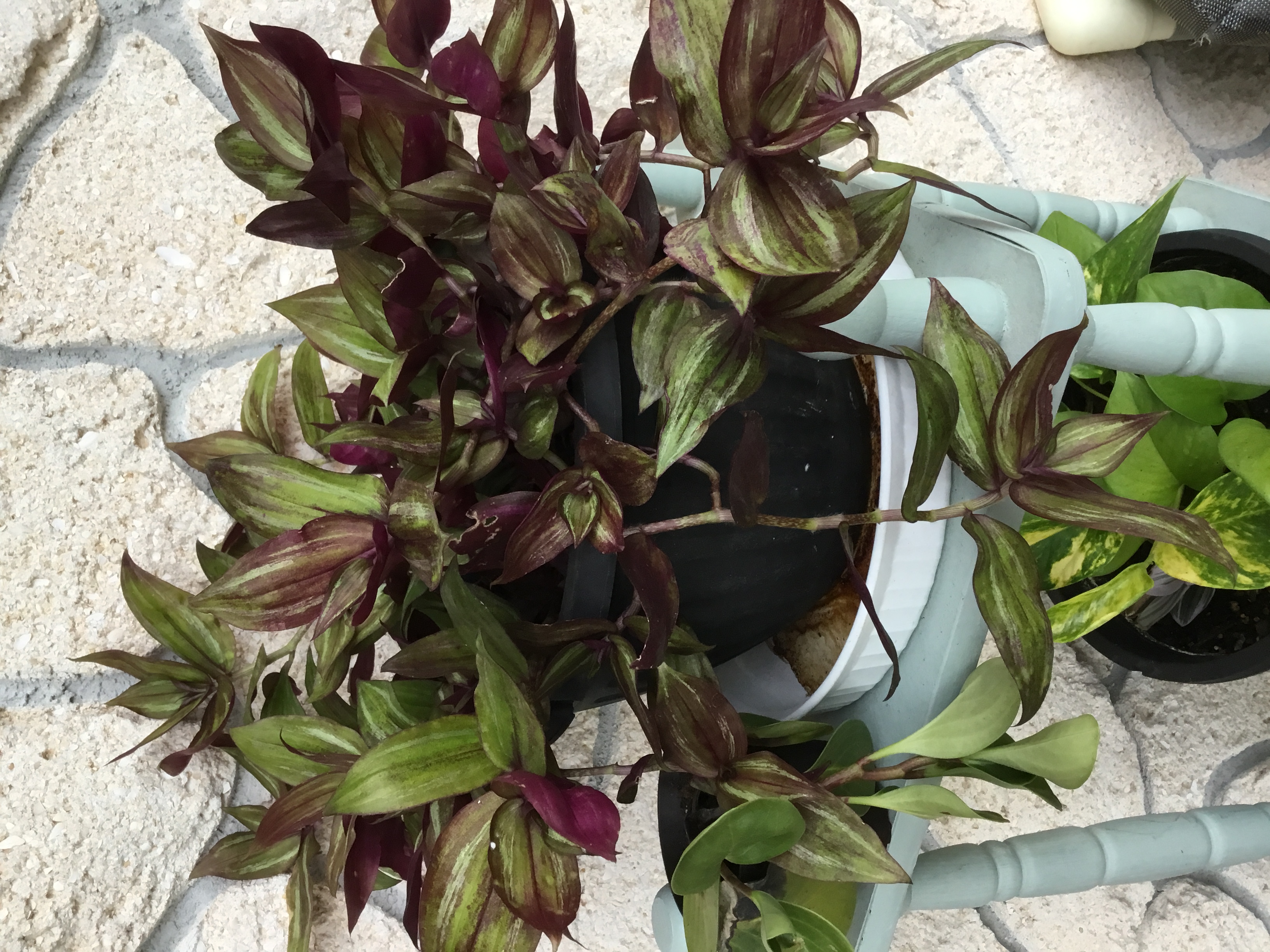 Tradescantia Zebrina - wandering dude.jpg